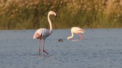 Flamingo