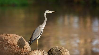 Gri Balıkçıl » Grey Heron » Ardea cinerea