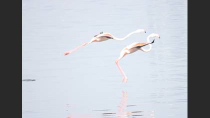 Flamingo