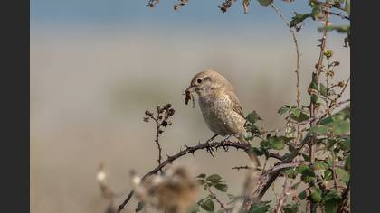 Isabelline Shrike