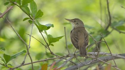 Marsh Warbler
