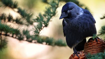 Küçük karga » Western Jackdaw » Coloeus monedula