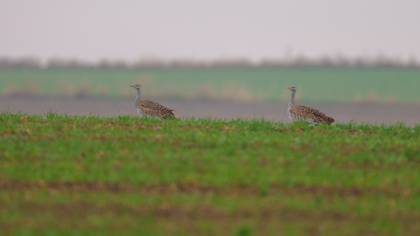 Toy » Great Bustard » Otis tarda