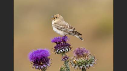 Pale Rockfinch