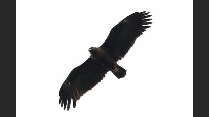 Greater Spotted Eagle