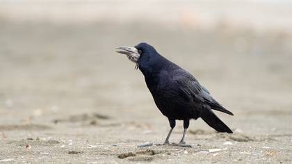 Ekin kargası » Rook » Corvus frugilegus
