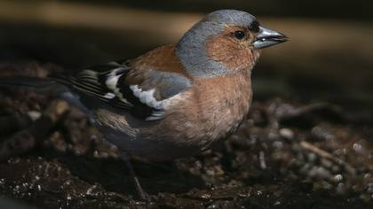 İspinoz » Common Chaffinch » Fringilla coelebs