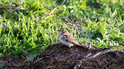 Mahmuzlu kirazkuşu » Lapland Longspur » Calcarius lapponicus