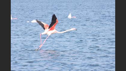 Flamingo