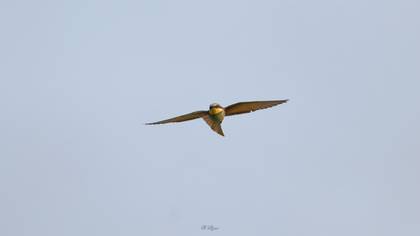 Arıkuşu » European Bee-eater » Merops apiaster