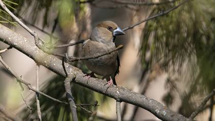 Kocabaş » Hawfinch » Coccothraustes coccothraustes