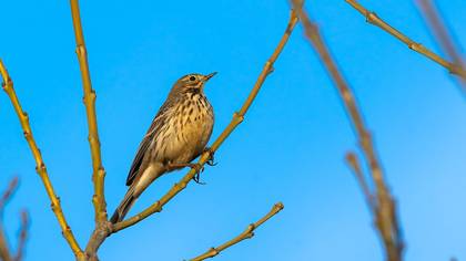 Buff-bellied Pipit