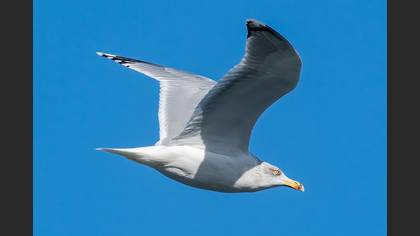 European Herring Gull