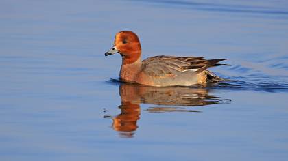 Fiyu » Eurasian Wigeon » Mareca penelope