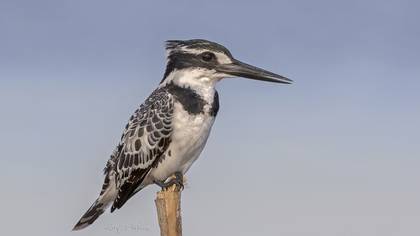 Alaca yalıçapkını » Pied Kingfisher » Ceryle rudis