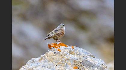 Alpine Accentor