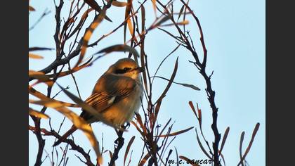 Isabelline Shrike