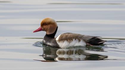 Macar ördeği
