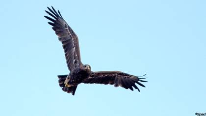 Greater Spotted Eagle