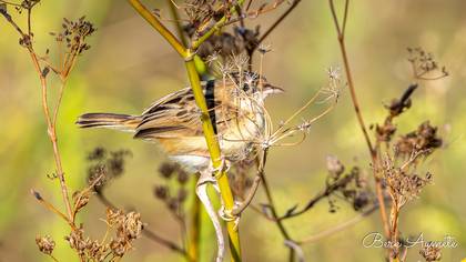 Yelpazekuyruk » Zitting Cisticola » Cisticola juncidis