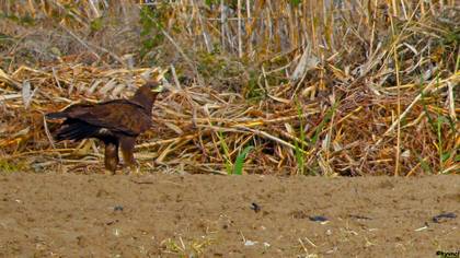 Greater Spotted Eagle