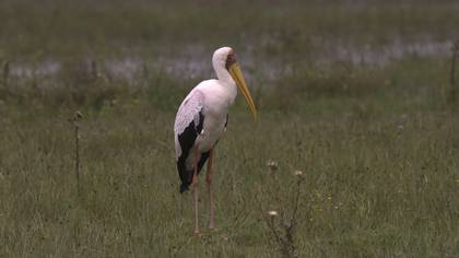 Yellow-billed Stork