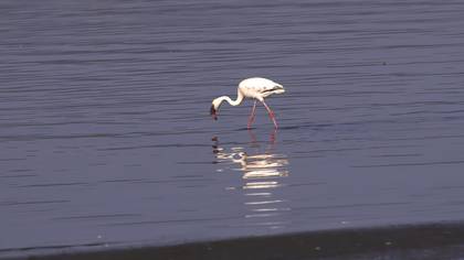 Küçük flamingo