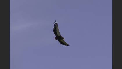 Bateleur