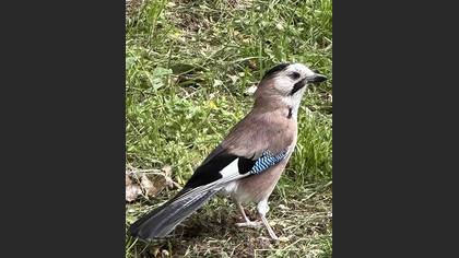 Alakarga
