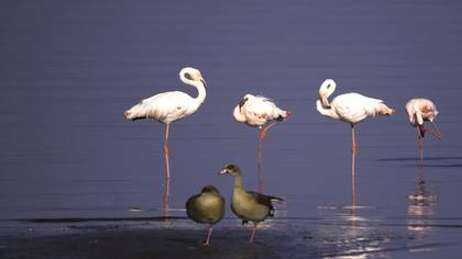 Küçük flamingo