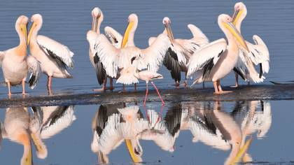 Küçük flamingo