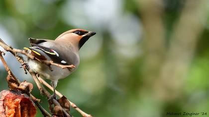 İpekkuyruk » Bohemian Waxwing » Bombycilla garrulus