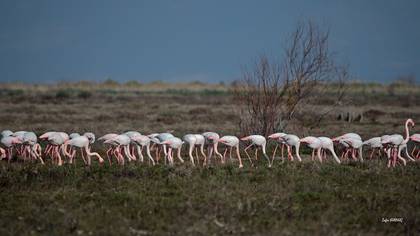 Flamingo