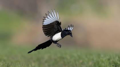 Saksağan » Eurasian Magpie » Pica pica
