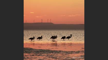 Flamingo
