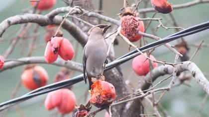 İpekkuyruk » Bohemian Waxwing » Bombycilla garrulus