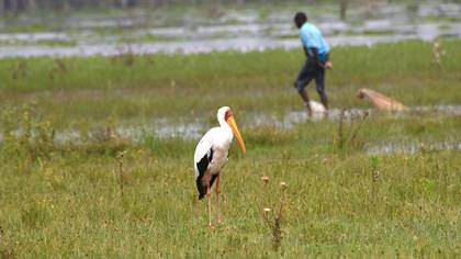 Yellow-billed Stork