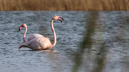 Flamingo