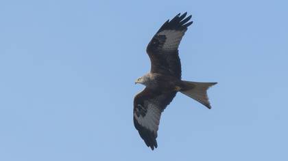 Kızıl çaylak » Red Kite » Milvus milvus