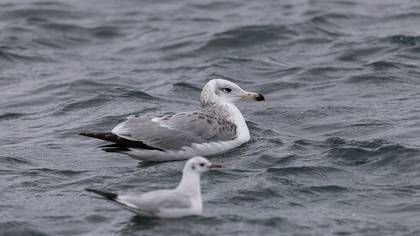 Büyük karabaş martı » Pallas`s Gull » Ichthyaetus ichthyaetus