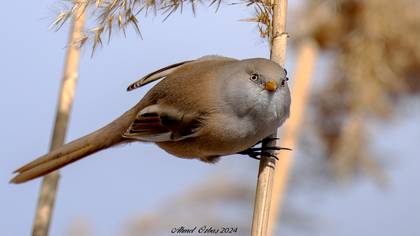 Bıyıklı baştankara » Bearded Reedling » Panurus biarmicus