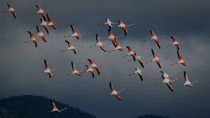 Flamingo » Greater Flamingo » Phoenicopterus roseus