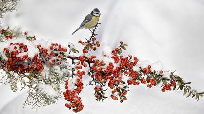 Mavi baştankara » Eurasian Blue Tit » Cyanistes caeruleus