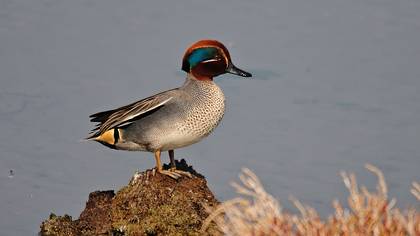 Çamurcun » Eurasian Teal » Anas crecca