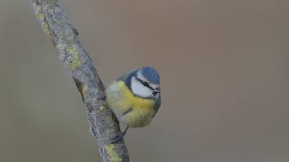 Mavi baştankara » Eurasian Blue Tit » Cyanistes caeruleus
