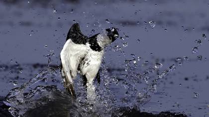 Alaca yalıçapkını » Pied Kingfisher » Ceryle rudis