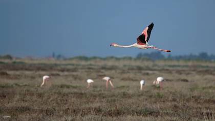Flamingo