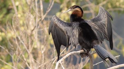 Yılanboyun » African Darter » Anhinga  rufa