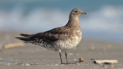 Korsanmartı » Parasitic Jaeger » Stercorarius parasiticus