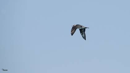Kütkuyruklu korsanmartı » Pomarine Jaeger » Stercorarius pomarinus